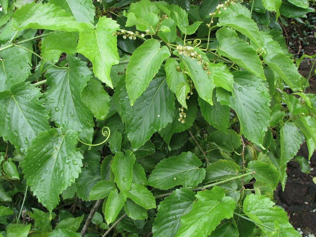 APEDA Certification